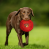 FETCH & CATCH FLYING DISC